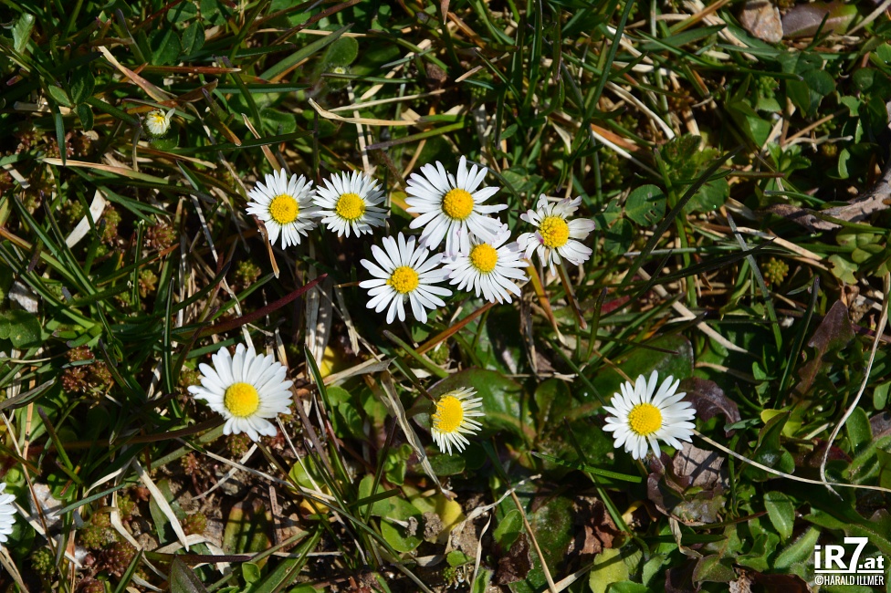 Foto: Harald Illmer, www.ir7.at
