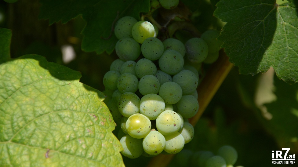 Foto: Harald Illmer, www.ir7.at