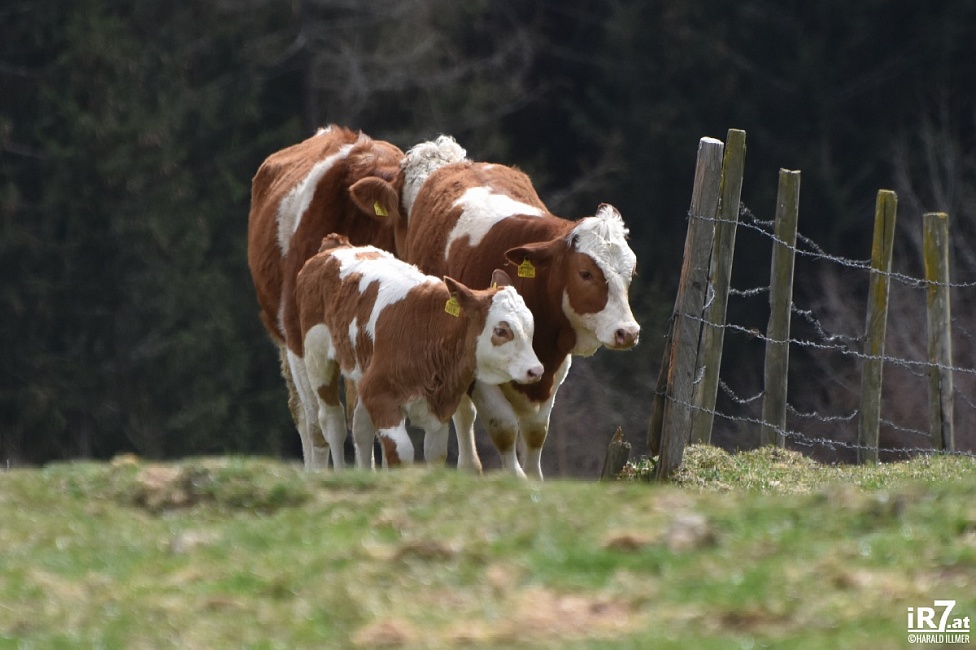 Foto: Harald Illmer, www.ir7.at